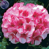 BELLFARM Geranium 'apple bloom rosebud' 24 Types for your Choose Flower Seeds, 10 seeds, big blooms home garden bonsai plants