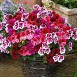 BELLFARM Geranium 'apple bloom rosebud' 24 Types for your Choose Flower Seeds, 10 seeds, big blooms home garden bonsai plants