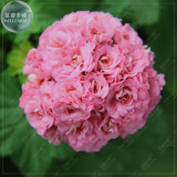 BELLFARM Geranium 'apple bloom rosebud' 24 Types for your Choose Flower Seeds, 10 seeds, big blooms home garden bonsai plants