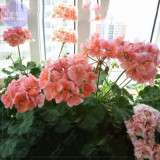 BELLFARM Geranium 'apple bloom rosebud' 24 Types for your Choose Flower Seeds, 10 seeds, big blooms home garden bonsai plants