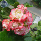 BELLFARM Geranium 'apple bloom rosebud' 24 Types for your Choose Flower Seeds, 10 seeds, big blooms home garden bonsai plants