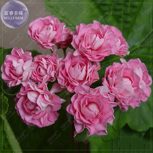 BELLFARM Geranium 'apple bloom rosebud' 24 Types for your Choose Flower Seeds, 10 seeds, big blooms home garden bonsai plants