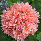 BELLFARM Geranium 'apple bloom rosebud' 24 Types for your Choose Flower Seeds, 10 seeds, big blooms home garden bonsai plants