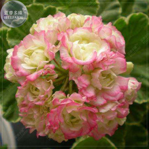 BELLFARM Geranium 'apple bloom rosebud' 24 Types for your Choose Flower Seeds, 10 seeds, big blooms home garden bonsai plants