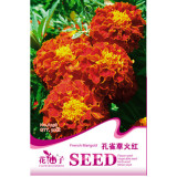 Fire Red French Marigold Annual Flowers Seeds, 50 Seeds, Original Pack, Light Fragrant Home Garden Bonsai