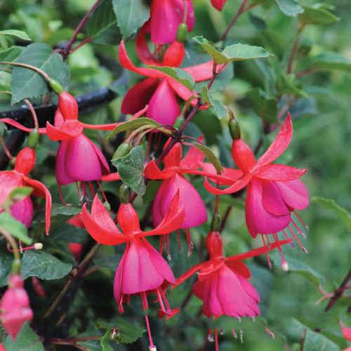 Hardy Climbing Fuchsia 'Lady in Black' Seeds, 50 Seed, Professional Pack