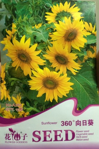 Rare Clusters of Sunflower Seeds, Original Pack, 15 Seeds / Pack, Very Interesting Beautiful Flowers #A280