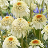 BELLFARM Echinacea Milky White Perennial Flower Seeds, 200 seeds, professional pack, big blooms with yellow centre coneflower