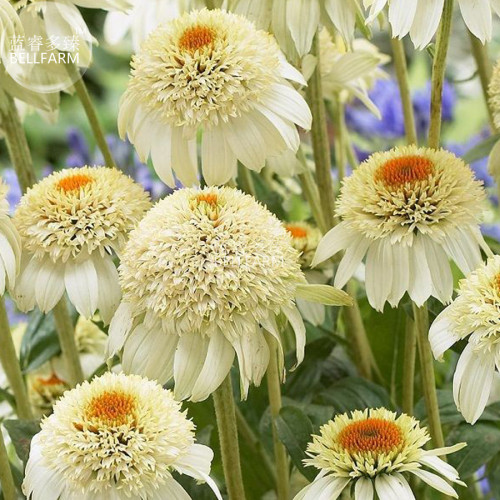 BELLFARM Echinacea Milky White Perennial Flower Seeds, 200 seeds, professional pack, big blooms with yellow centre coneflower