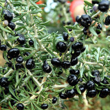 BELLFARM Goji Berry Black Organic Fruits Bonsai 200 Seeds Lycium Ruthenicum Medlar Wolfberry for Home Garden