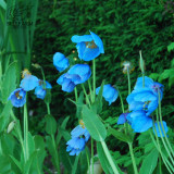 BELLFARM Mixed 4 Types Corn Poppy Blue Sky Blue Purple Perennial Flowers Bonsai 100 Seeds Oranamental Big Blooms