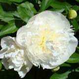 BELLFARM Chinese Peony Mixed 4 Types Fully White Double Petals Flowers, 5 Seeds Light Fragrant Big Blooms for Home Garden