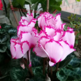 BELLFARM Cyclamen Mixed 4 Colors Pink Light Pink Purple Bi-color Big Blooms Perennial Flowers Bonsai 5 Seeds Home Garden
