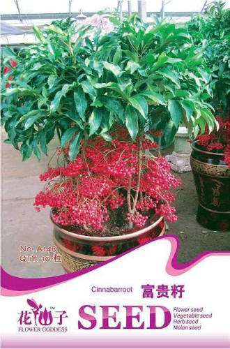1 Original Pack, 10 seeds / pack, Coral Berry Seed Ardisia Crenata Sub Tropical or Indoor No Drought or Frost #A148