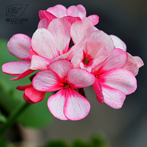 BELLFARM Geranium Whitish Light Pink Single Petals with Rose Red Edge Centre Flowers 10pcs Seeds Light Fragrant Perennial Garden