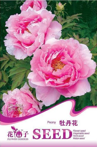 1 Original Pack, 6 seeds / pack, Pink Chinese Luoyang Peony Mudan Seeds #A154
