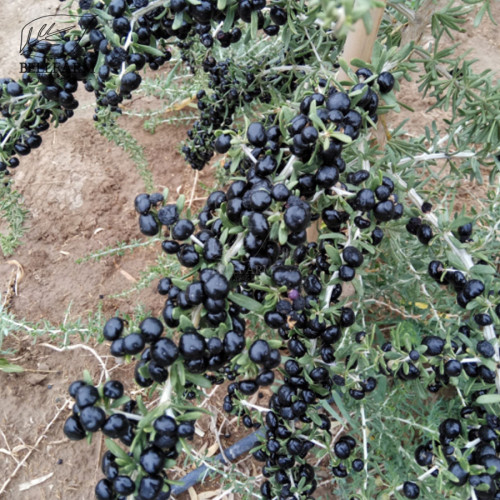 BELLFARM Goji Berry Black Organic Fruits Bonsai 200 Seeds Lycium Ruthenicum Medlar Wolfberry for Home Garden