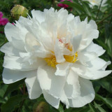 BELLFARM Chinese Peony Mixed 4 Types Fully White Double Petals Flowers, 5 Seeds Light Fragrant Big Blooms for Home Garden