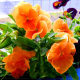 BELLFARM Pansy Orange Perenial Flower Seeds, 30 seeds, professional pack, viola wittrockiana home garden hardy flowers