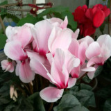 BELLFARM Cyclamen Mixed 4 Colors Pink Light Pink Purple Bi-color Big Blooms Perennial Flowers Bonsai 5 Seeds Home Garden