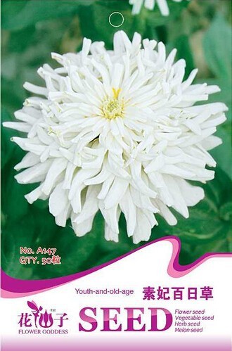 1 Original Pack, 50 seeds / pack, Zinnia Youth-and-Old-Age White Flower Seed #A147