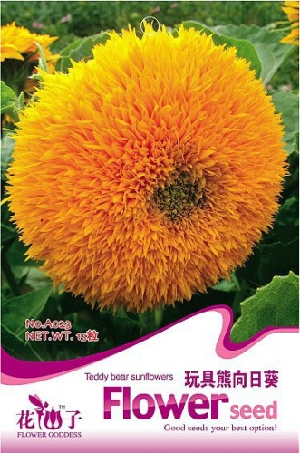riginal Pack, 15 seeds / pack, Tom's Bear Sunflower Annual Big Flower Seeds #A023