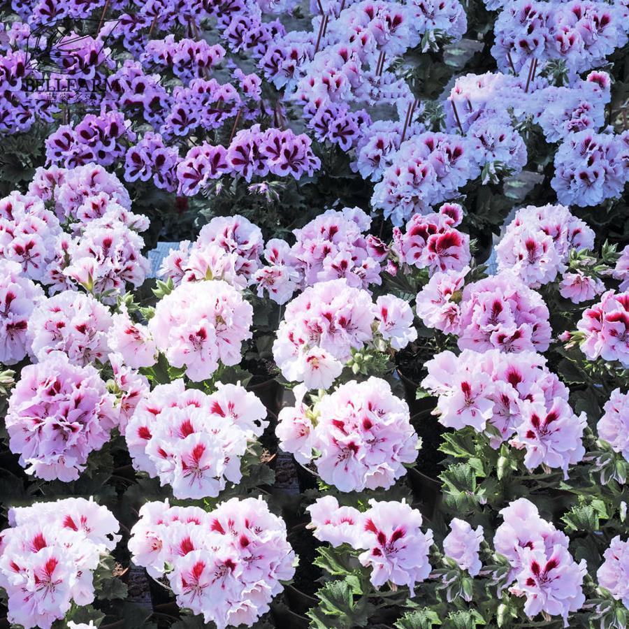 US$ 1 38 BELLFARM Geranium Mixed White Red Spot Double Petals Purple