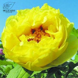 BELLFARM Heirloom Peony Yellow Series 4 Types Flowers, 5 Seeds Big Blooms Double Flowers Light Fragrant Garden Attracting