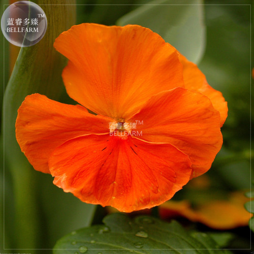 BELLFARM Pansy Orange Perenial Flower Seeds, 30 seeds, professional pack, viola wittrockiana home garden hardy flowers