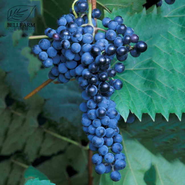 BELLFARM Frontenac Blue Grape Seeds 100PCS Hardy Plant Seedling Good Disease Resistance & Tolerance