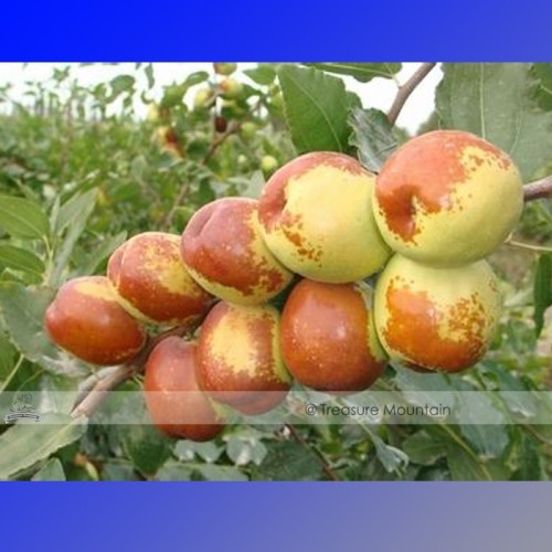 1 Professional Pack, 20 seeds / pack, Ziziphus Jujube Seeds Chinese Date Hardy Plant #NF388