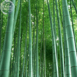BELLFARM 200+ Huge Phyllostachys Pubescens Moso Bamboo Seeds, Professional Pack, Produce Edible Shoot BD001H