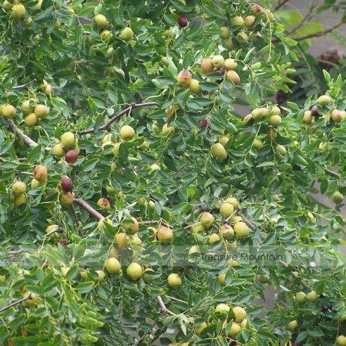1 Professional Pack, 20 seeds / pack, Ziziphus Jujube Seeds Chinese Date Hardy Plant #NF388