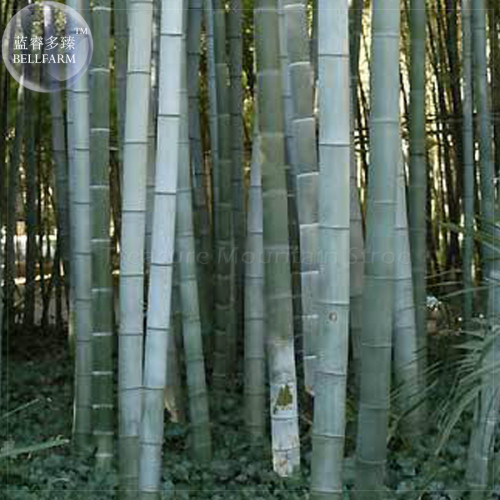 BELLFARM 200+ Huge Phyllostachys Pubescens Moso Bamboo Seeds, Professional Pack, Produce Edible Shoot BD001H
