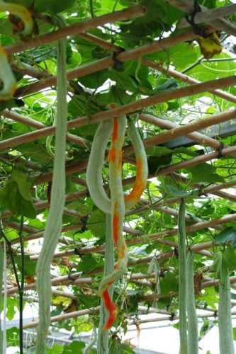 BELLFARM Long Snake Gourd 'Trichosanthes cucumerina' Seeds, 4 seeds, professional pack, tasty edible vegetables