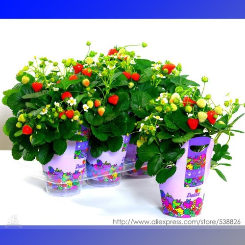 New Variety Paper Cup Bonsai Middle-sized Red Strawberry Hybrid Seeds, Professional Pack, 100 Seeds / Pack #NF907