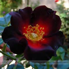 BELLFARM Santiago Black Red Rose Shrub Perennial Flowers 20 Seeds Pack Strong Fragrant Garden Flowers