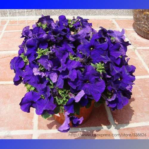 Purple Garden Petunia Perennial Flower Seeds, Professional Pack, 100 Seeds / Pack, Bonsai Indoor