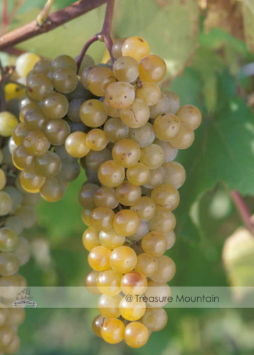 BELLFARM LaCrescent Golden Brown Grape Seeds Hardy Plants White Grape Wine Mateial