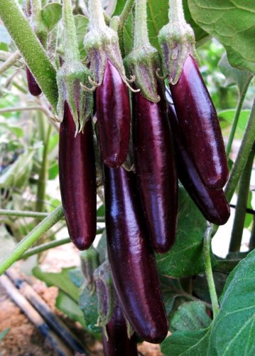 BELLFARM Organic Heirloom Eggplant Aubergine Little Fingers Solanum Melongena Seeds