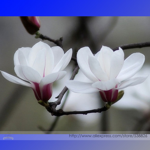 BELLFARM White Yulan Magnolia Tree Seeds, 10 Seeds