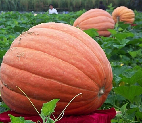 BELLFARM USA Giant Pumpkin Seeds, 10PCS/pack, Organic Redish Orange Vegetables Edible