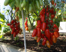 BELLFARM 50PCS Heirloom Ukraine Kibits Tomato Seeds