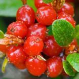 BELLFARM Rare Wild Buffalo Berry Hardy Plant Seeds, 20 PCS Shepherdia Canadensis Sweet Berry