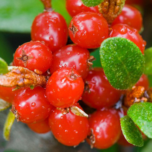 BELLFARM Rare Wild Buffalo Berry Hardy Plant Seeds, 20 PCS Shepherdia Canadensis Sweet Berry