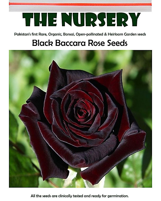 50PCS Black Baccara Hybrid Tea Rose Shrub Flower Perennial Seeds For Home  Garden