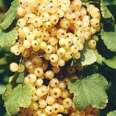 BELLFARM Fresh White Currant Seeds, 20 Seeds, Professional Pack 100% True Champagne Berry