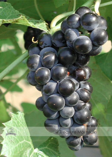 BELLFARM Valiant Black Grape Seeds 100PCS Juice Jelly Table Grape Plant Seedlings