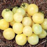 BELLFARM Hot Sale White Tomato Seeds for Home Garden Bonsai Fruits