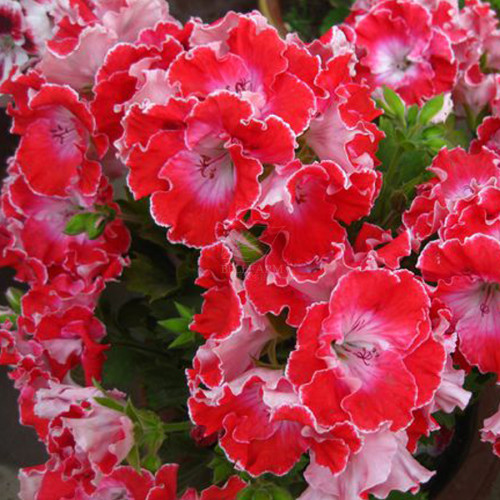 BELLFARM Geranium Red Corrugated Double Petals with White Centre Flowers Seeds, 10 Seeds / pack, Big Compact Blooms